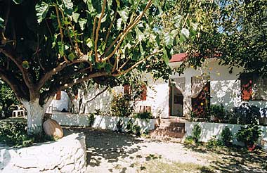 yard and tree